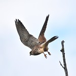 Turmfalke Weibchen (Abflug)