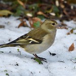 Ein Buchfink Weibchen im Schnee