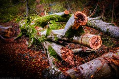 Autumn Photowalk @ Tëtelbierg - Lumber