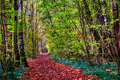 Autumn Photowalk @ Tëtelbierg - Lumber - Photo of Longwy