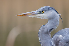 Grey heron - Photo of Le Plessis-Gassot