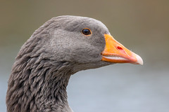Greylag goose - Photo of Montlignon