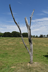 ‘Danger Tree’ recreation at the Newfoundland Memorial Park, Beaumont-Hamel, France. 13-7-2022