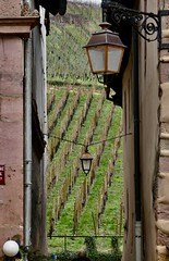 A vineyard alley, Riquewihr, Alsace, France
