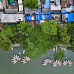 Flower Boats Shaped like petals of flower, boats are harbored on the Buriganga River