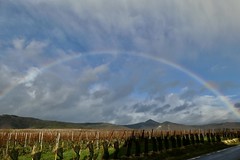 Rainbow over vineyards, Zellenberg, Alsace, France