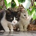 Two curious and lovely cats in Shenzhen Futian China