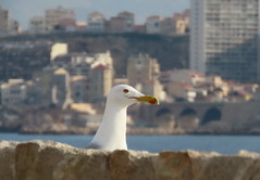Chateau d'If view of  a seagull to Marseille
