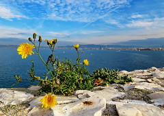 Chateau d'If floral view to Marseille