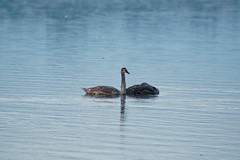 Double young swans - Photo of Matzenheim