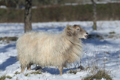 Sheep In The Snow - Photo of La Ferrière-sur-Risle