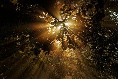 Sun through trees - Photo of Duppigheim