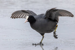 Eurasian coot - Photo of Villiers-le-Bel