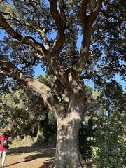 Un chêne plus que centenaire - Photo of Castelnau-le-Lez