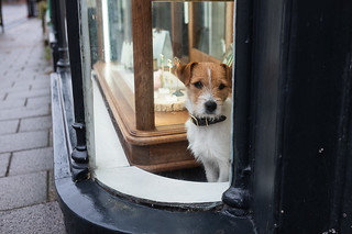 the dog in the window