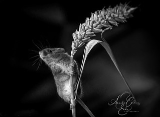If a harvest mouse could pole dance.....