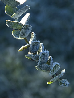 Fozen vegetation - Part 1 Eucalyptus