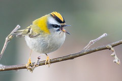 Firecrest - Photo of Andilly