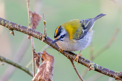 Firecrest - Photo of Le Plessis-Gassot