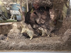 marmots in their den
