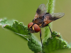 Ecophasia sp. (Tachinidae), Le-Collet-de-Dèze, Lozère, France - Photo of Les Salles-du-Gardon