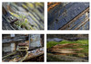 A montage of images of Hooe Lake hulks by Stuart Chapman
Sony A1 with various lenses - Wembury Beach & Hooe Lake