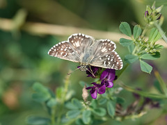 Papillon Armoricain mâle - Photo of Saint-Pierre-Quiberon