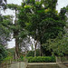 Singapore -  Botanic Garden