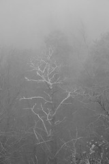 Brouillard @ Belvédère de la Grande Jeanne @ Semnoz