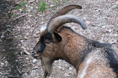 Mouflon @ Parc animalier de la Grande Jeanne @ Semnoz - Photo of Annecy