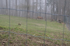 Cerf @ Parc animalier de la Grande Jeanne @ Semnoz - Photo of Annecy