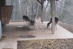 Daims @ Parc animalier de la Grande Jeanne @ Semnoz - Photo of Annecy