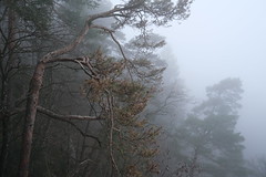 Brouillard @ Belvédère de la Grande Jeanne @ Semnoz