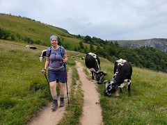 Kuhbegegnungen beim Aufstieg zu Hohneck und Le Petit Hohneck