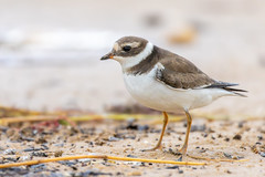 Common ringed plover - Photo of Le Perrier