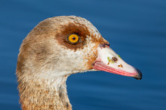 Egyptian goose - Photo of Bouqueval