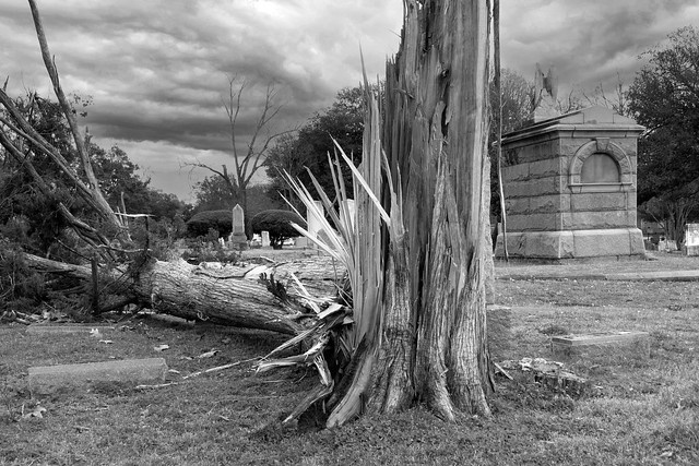 Recent high winds blew over about six or seven trees this large at Greenwood Cemetery in Shreveport, Louisiana