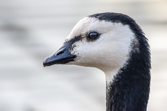 Barnacle goose - Photo of Le Thillay