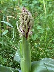 L'ophrys des garrigues