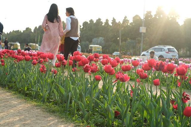 Tulip flowers festival in Delhi - Chanakyapuri Shantipath