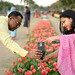 Tulip flowers festival in Delhi - Chanakyapuri Shantipath