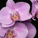 Deep Cut Orchids…