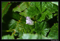 Mauve à feuilles rondes (Malva neglecta)