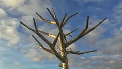 L’arbre Empathique - Photo of Lanvéoc