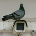 Pigeon on surveillance camera