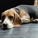 Coco the beagle lying on the floor at restaurant
