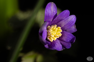 The first Anemone on my terrace