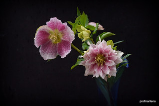 DSC_1380  two special hellebores from my garden