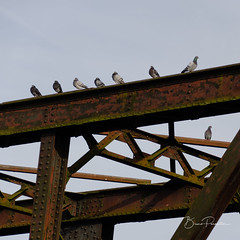 Les pigeons - Photo of Armentières