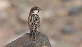 Spanish Sparrow (Passer hispaniolensis).